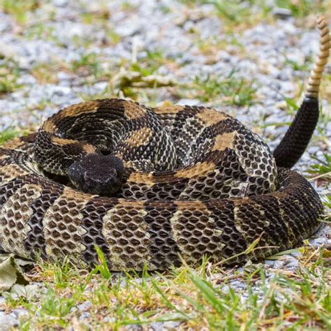 pictures of snakes in mississippi|mississippi rattlesnakes.